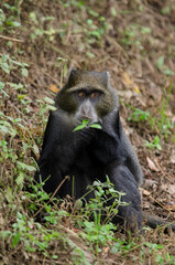Cercopithèque argenté, Singe bleu de Doggett,  cercopithecus doggetti, Parc National d'Arusha, Tanzanie, Afrique de l'Est