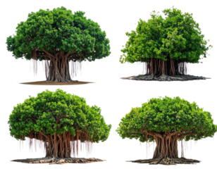 Four images of large trees with dense green foliage and prominent root systems