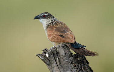 Coucal à sourcils blancs,Centropus superciliosus, White browed Coucal, Afrique