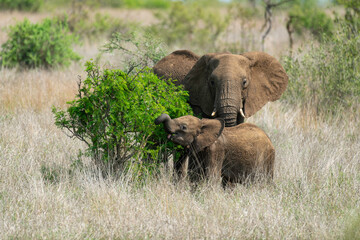 Éléphant d'Afrique, femelle et jeune, Loxodonta africana, Parc national Kruger, Afrique du Sud