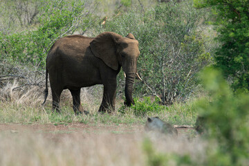 Éléphant d'Afrique, jeune, Loxodonta africana, Parc national Kruger, Afrique du Sud