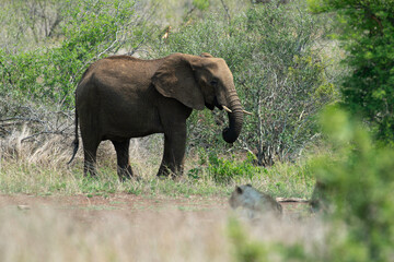 Éléphant d'Afrique, jeune, Loxodonta africana, Parc national Kruger, Afrique du Sud