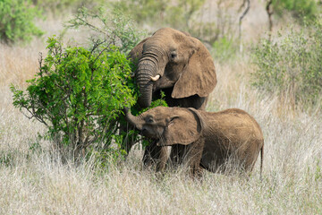 Éléphant d'Afrique, femelle et jeune, Loxodonta africana, Parc national Kruger, Afrique du Sud