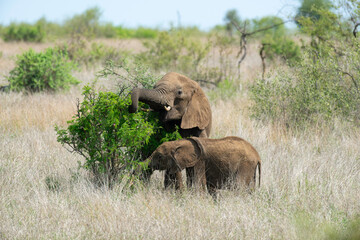 Éléphant d'Afrique, femelle et jeune, Loxodonta africana, Parc national Kruger, Afrique du Sud