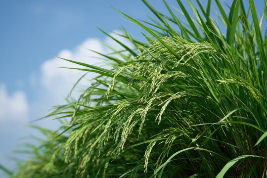 Lush green rice stalks, heads of grain, sunny blue sky