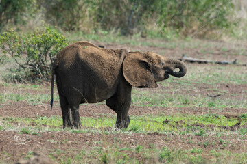 Éléphant d'Afrique, jeune, Loxodonta africana, Parc national Kruger, Afrique du Sud