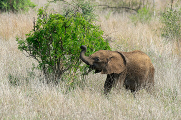 Éléphant d'Afrique, jeune, Loxodonta africana, Parc national Kruger, Afrique du Sud
