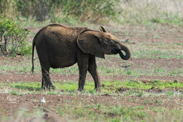 Éléphant d'Afrique, jeune, Loxodonta africana, Parc national Kruger, Afrique du Sud
