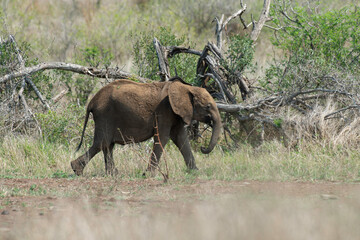 Éléphant d'Afrique, jeune, Loxodonta africana, Parc national Kruger, Afrique du Sud
