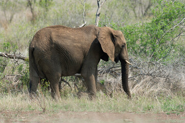 Éléphant d'Afrique, jeune, Loxodonta africana, Parc national Kruger, Afrique du Sud