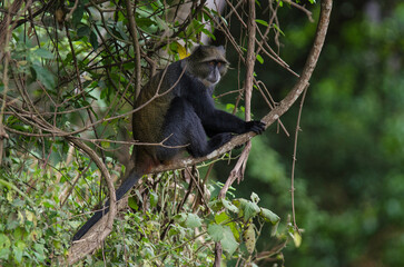 Cercopithèque argenté, Singe bleu de Doggett,  cercopithecus doggetti, Parc National d'Arusha, Tanzanie, Afrique de l'Est