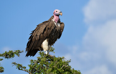 Vautour oricou, Torgos tracheliotos, Lappet faced Vulture, Afrique de l'Est
