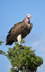 Vautour oricou, Torgos tracheliotos, Lappet faced Vulture, Afrique de l'Est