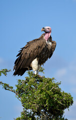 Vautour oricou, Torgos tracheliotos, Lappet faced Vulture, Afrique de l'Est