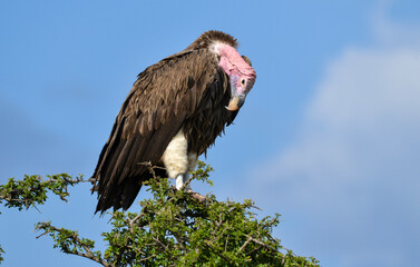 Vautour oricou, Torgos tracheliotos, Lappet faced Vulture, Afrique de l'Est