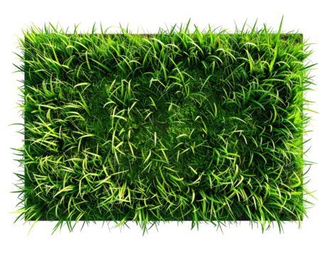 A rectangular patch of green grass, lush and vibrant, against a black background - Powered by Adobe
