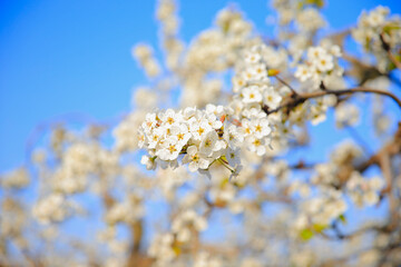 Blooming pear flower, very beautiful