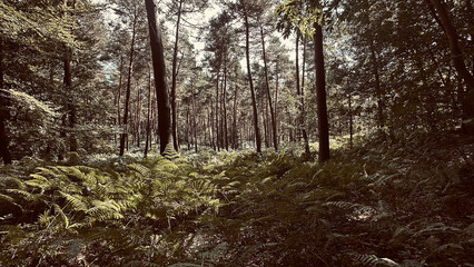 Dry and dense forest area with lot of trees trunks