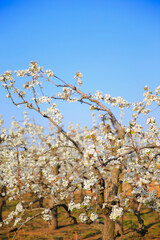 Blooming pear flower, very beautiful