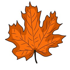 Vector illustration of autumn maple leaf