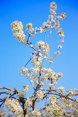 Blooming pear flower, very beautiful