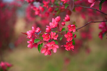 The blooming begonia flowers are in spring.