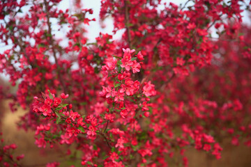 The blooming begonia flowers are in spring.