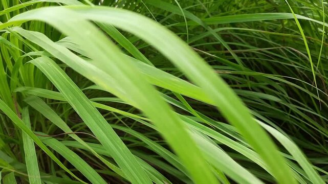 Lemongrass leaves gently swaying in the breeze