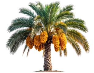 Isolated date palm tree with full fronds and clusters of golden fruit