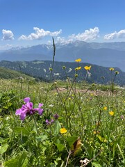 Alpine meadows with flowers in the summer in Krasnaya Polyana. The weather is clear and sunny.
