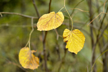 golden linden tree leaves hanging on the branch 