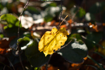golden linden tree leaves hanging on the branch 