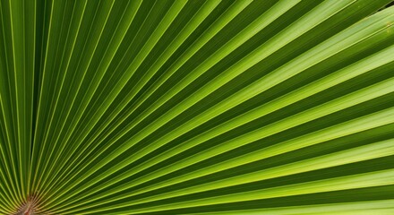 Fototapeta premium Closeup of a vibrant green palm leaf showing intricate vein patterns