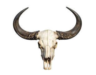 Bovine skull with large, curved horns, stark white against a black backdrop