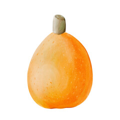 Ripe medlar. Orange plum. Exotic fruit. Orange oval food. Spring harvest. Mediterranean delicacy. Botanical watercolor illustration isolated from the background. Hand drawn.