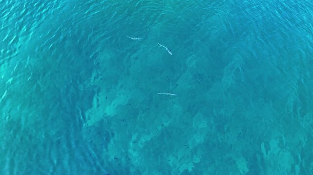 Aerial view of sharks wimming in the crystal clear turquoise waters, creating a mesmerizing contrast of blues, Naavaidhoo, Haa Dhaalu Atoll, Maldives.