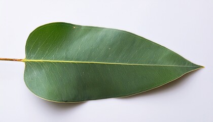Green Eucalyptus Leaves On White History