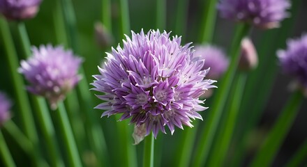 Close up of blooming purple chive flower with green stems against blurred background