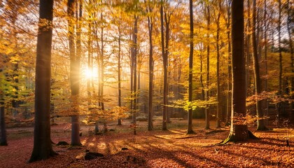 Autumn Beech Woods Glowing In Soft Golden Light With Dark Trunks And Colorful Leaves Sunset Forest Scene Filled With Vibrant Seasonal Tones