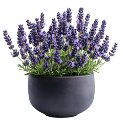 Obraz premium A lush potted lavender plant with vibrant purple flower spikes in a dark gray concrete pot isolated on transparent background
