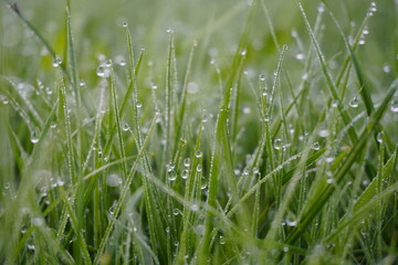 dew on grass