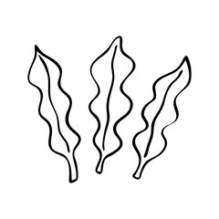 Hand Drawn Seaweed Leaves Illustration