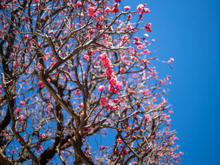 Blooming Plum Blossoms against Clear Blue Sky