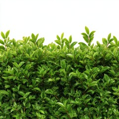 Fototapeta premium A dense, vibrant hedge of lush green leaves, a symbol of nature's beauty