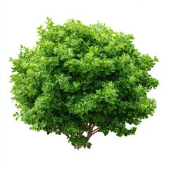 Obraz premium A vibrant green bush with lush foliage, isolated. A symbol of nature, growth, and vitality. 
