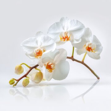 A pristine white orchid with delicate petals and a touch of yellow center