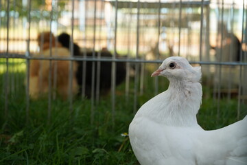 Local exhibition of rabbits, poultry and pigeons. nice place, nice people. Autumn 2025.