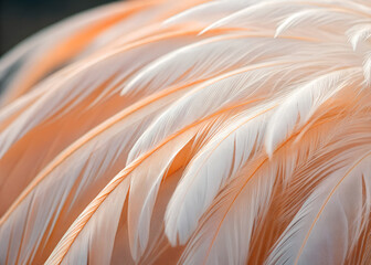 Close Up of Delicate White and Peach Bird Feathers