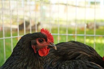 Local exhibition of rabbits, poultry and pigeons. nice place, nice people. Autumn 2025.