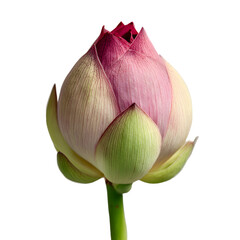 lotus isolated on white background